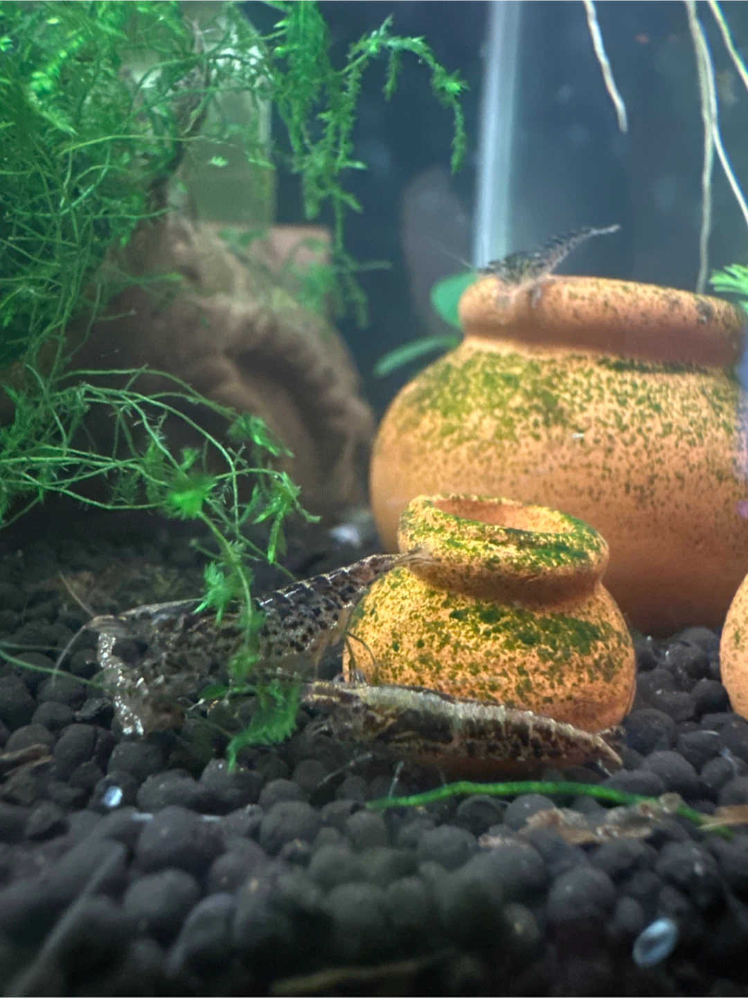 Shrimp