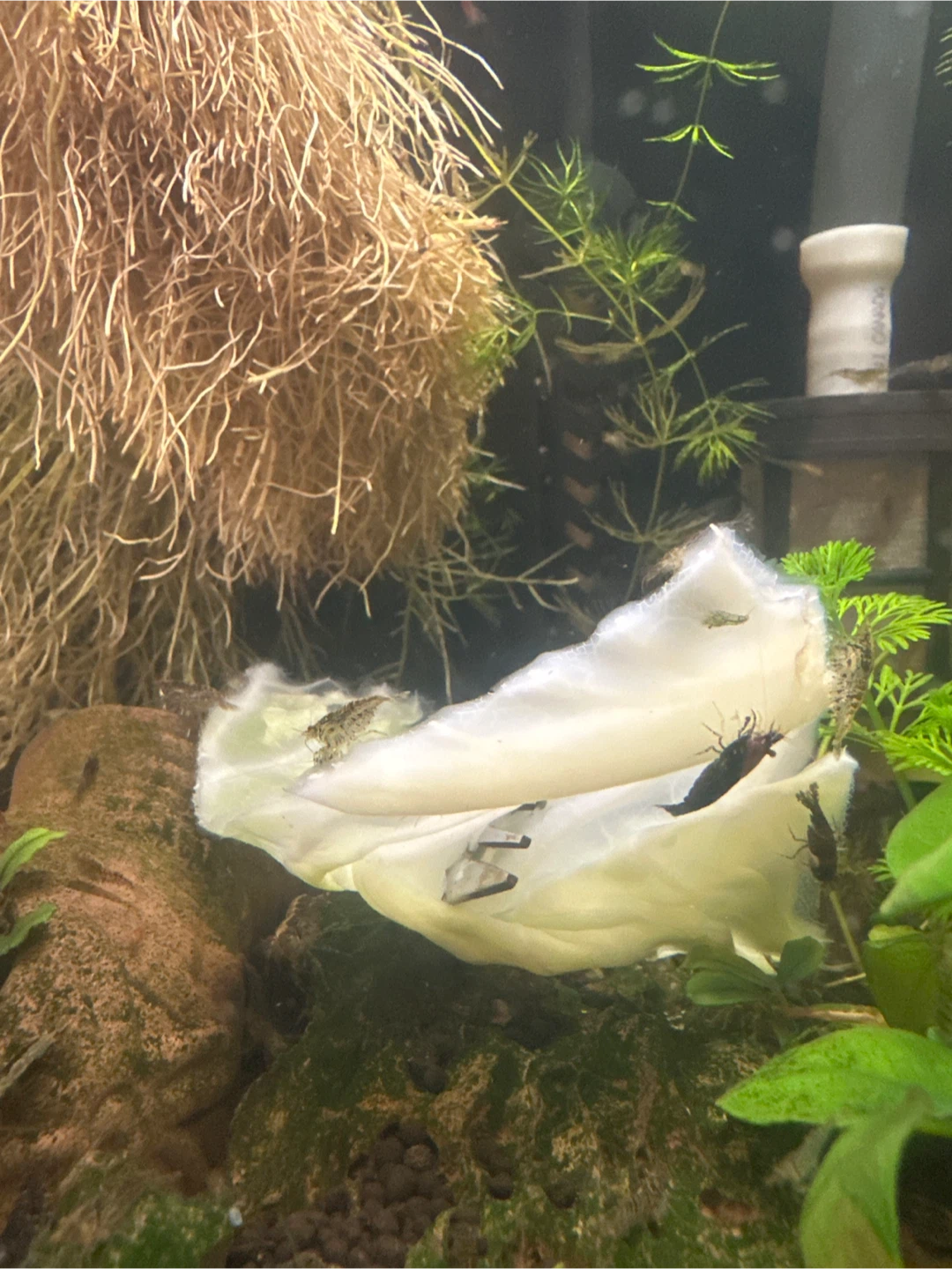 Shrimp - photo 2