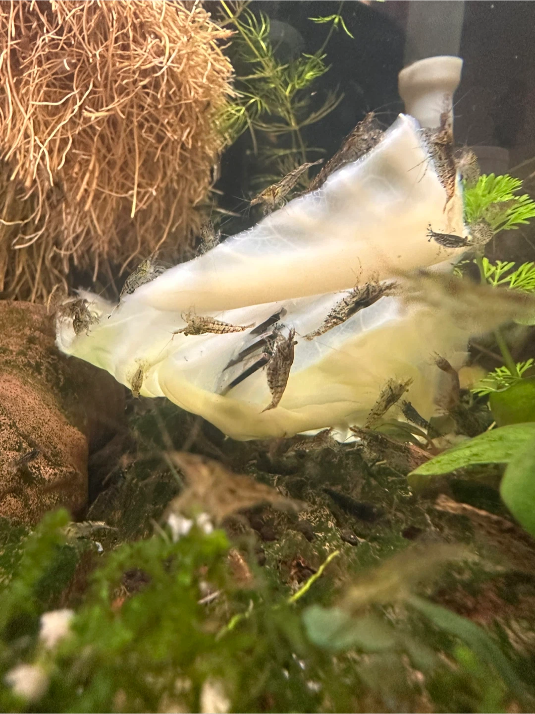 Shrimp - photo 3