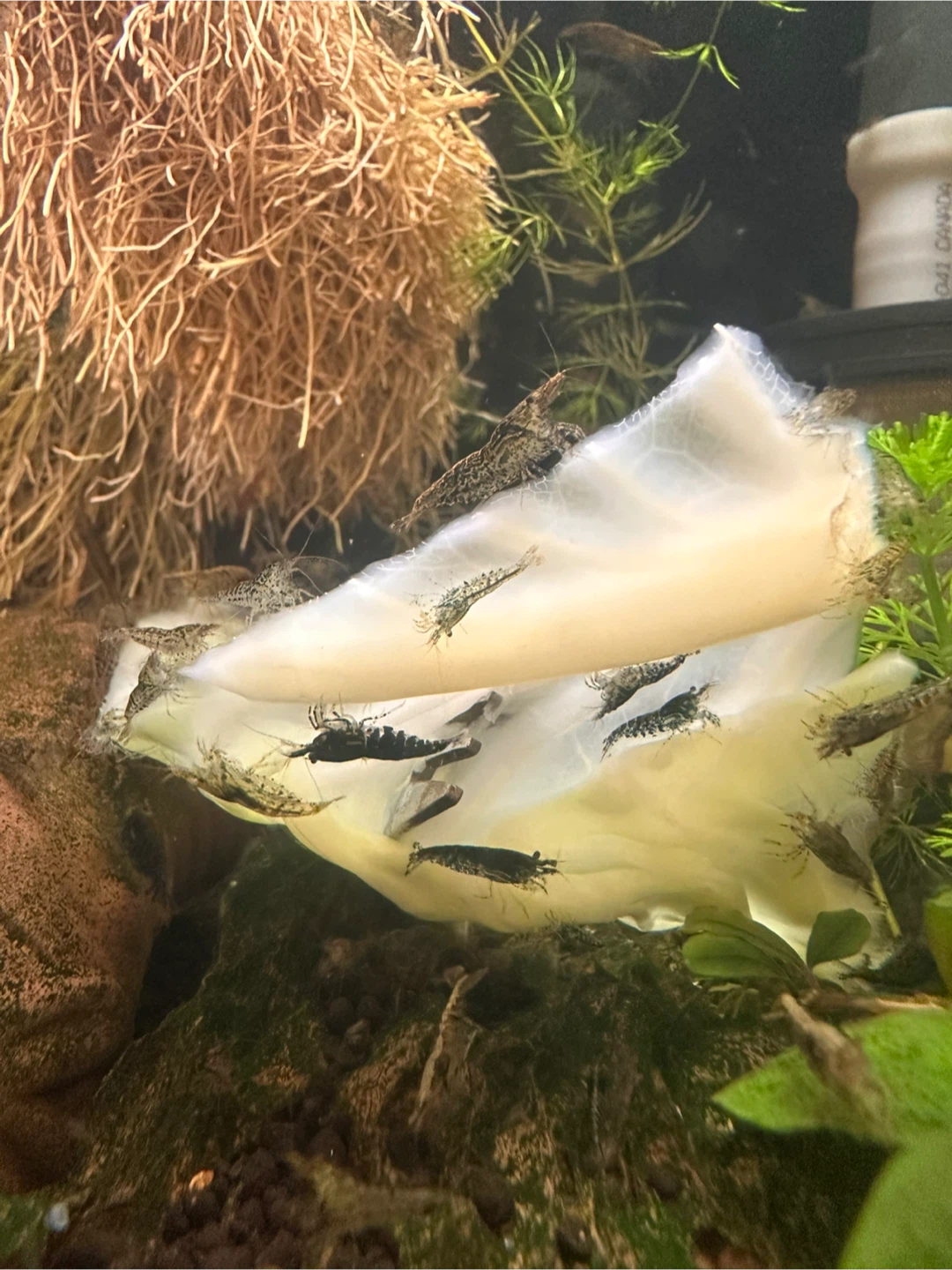 Shrimp - photo 4