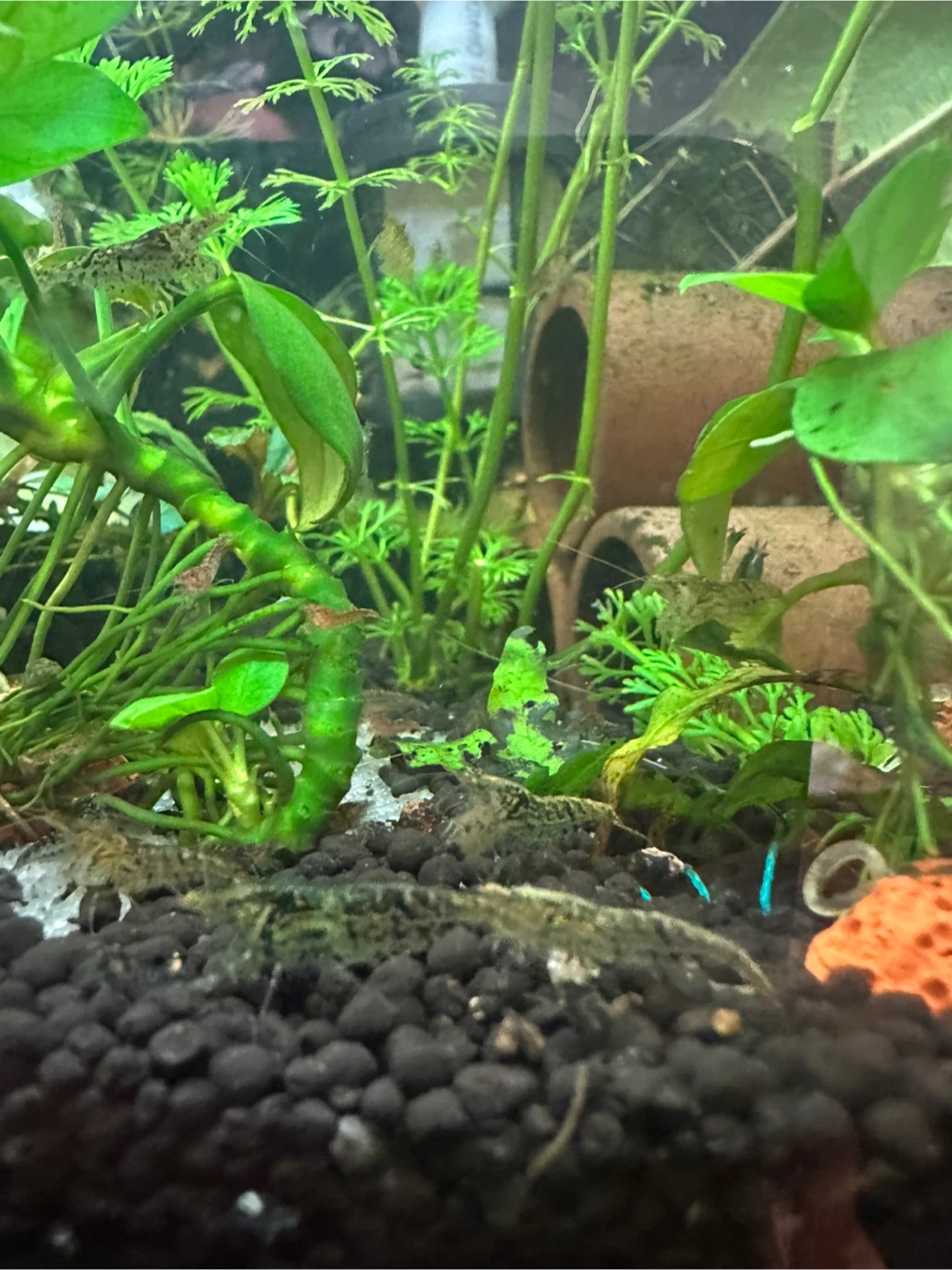 Shrimp - photo 5