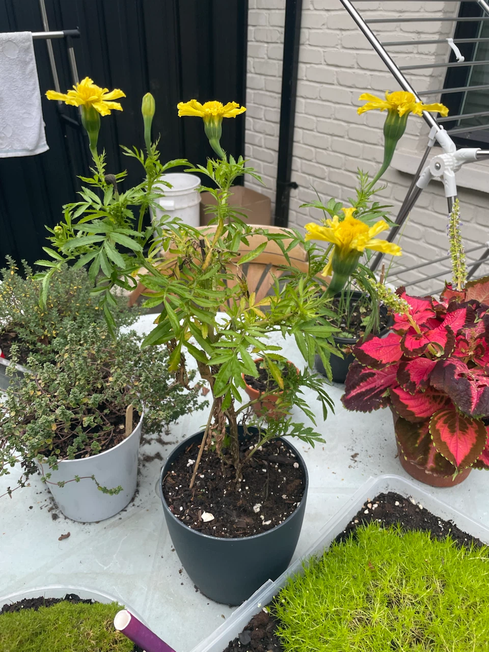 Marigold plant (no pot)