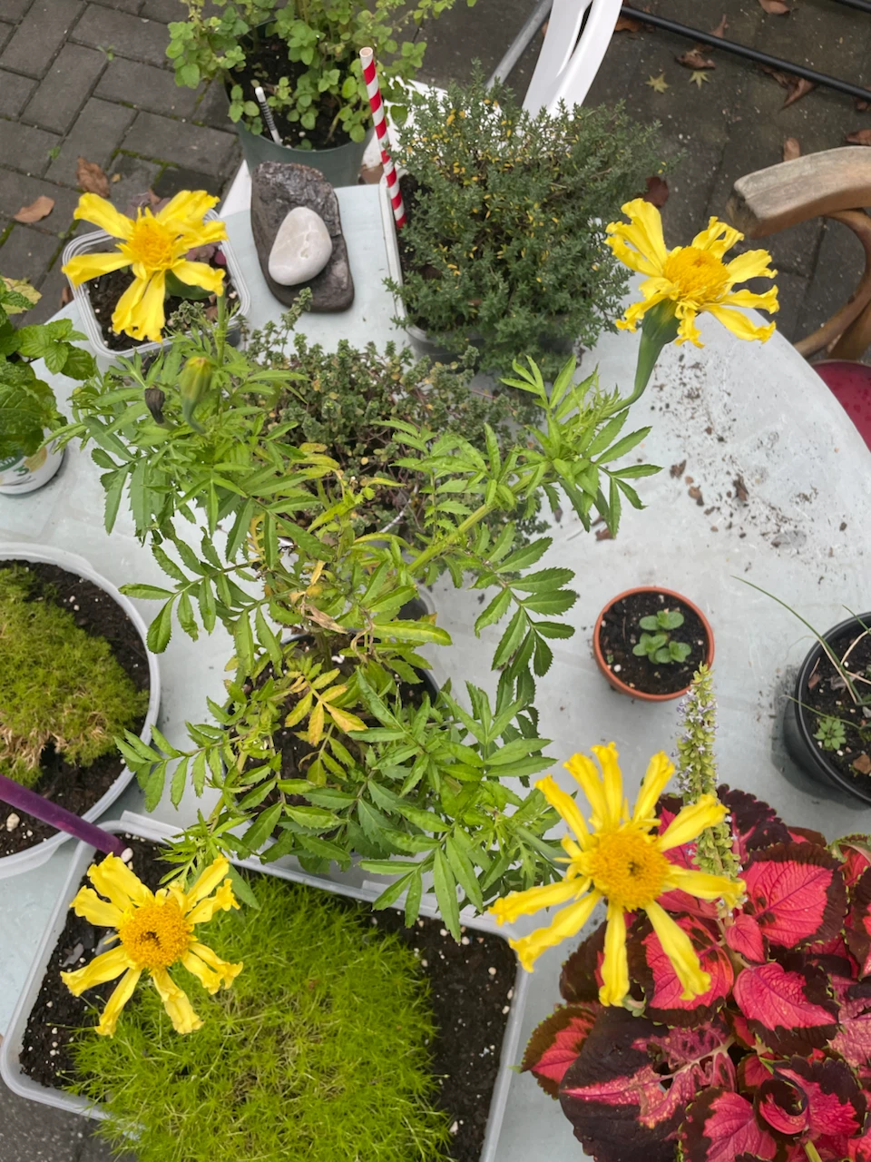 Marigold plant (no pot) - photo 2