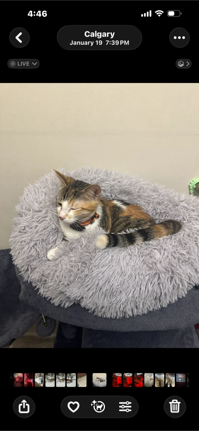 Grey Fluffy Pet Bed