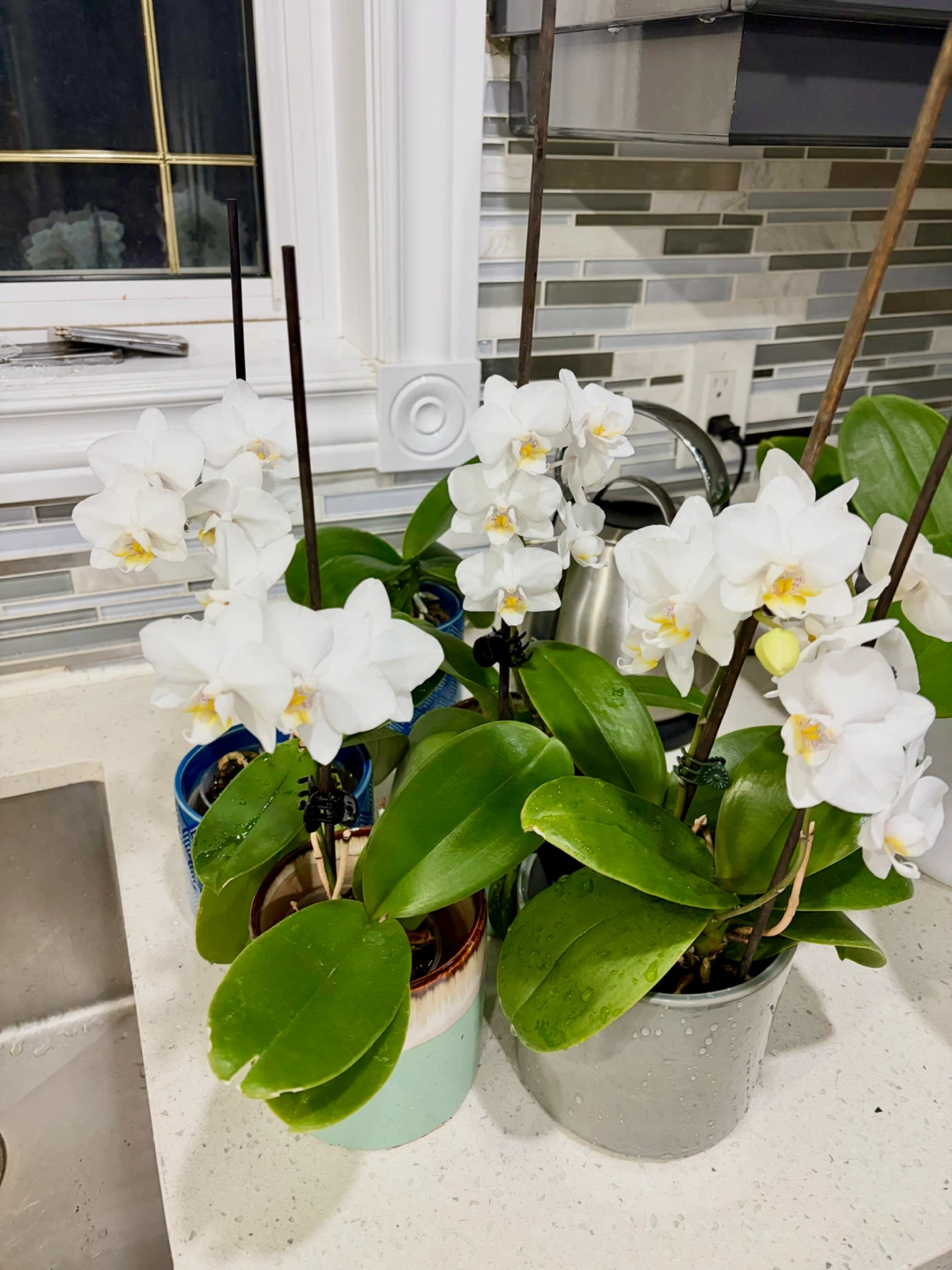 Three White Phalaenopsis Orchids in Ceramic Pots