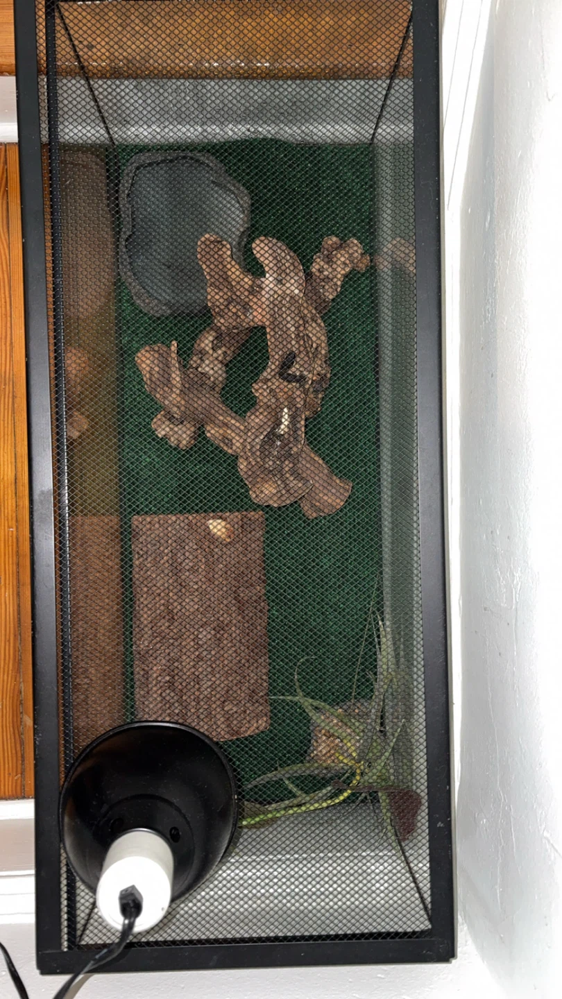 Glass Reptile Terrarium Tank - photo 3