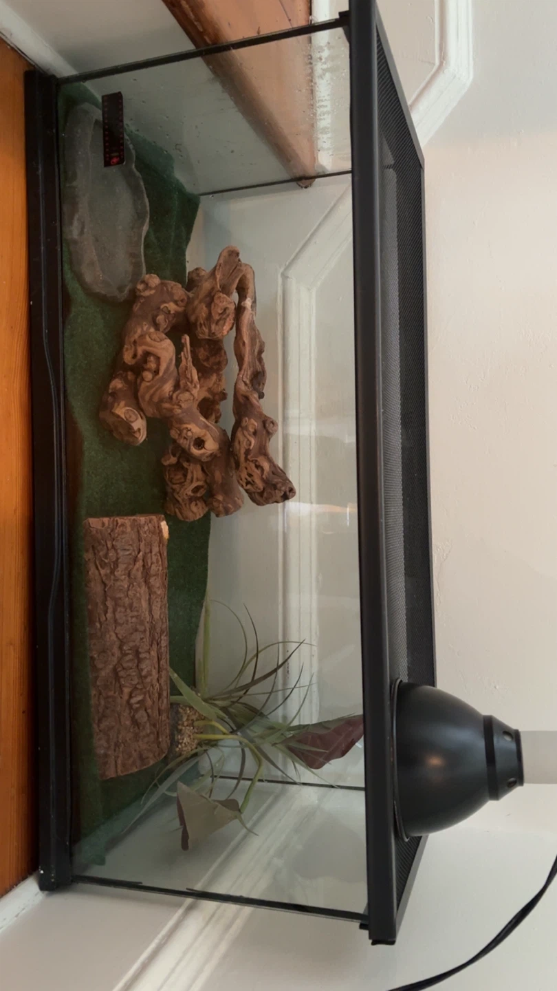 Glass Reptile Terrarium Tank - photo 4