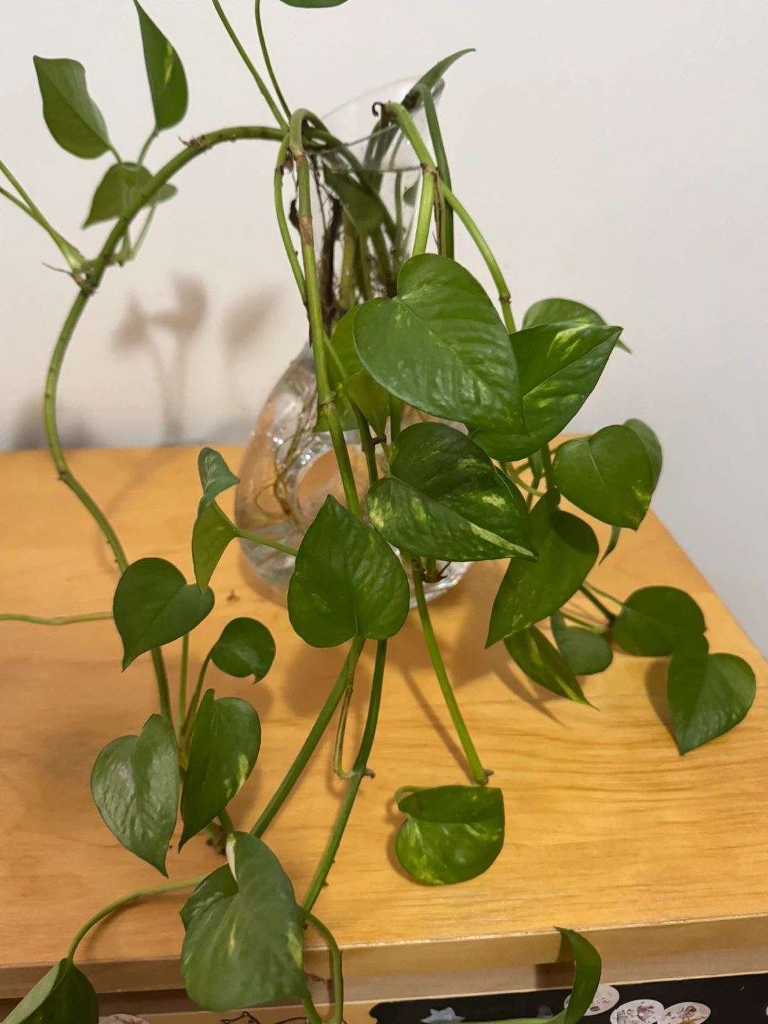Pothos plant in glass vase