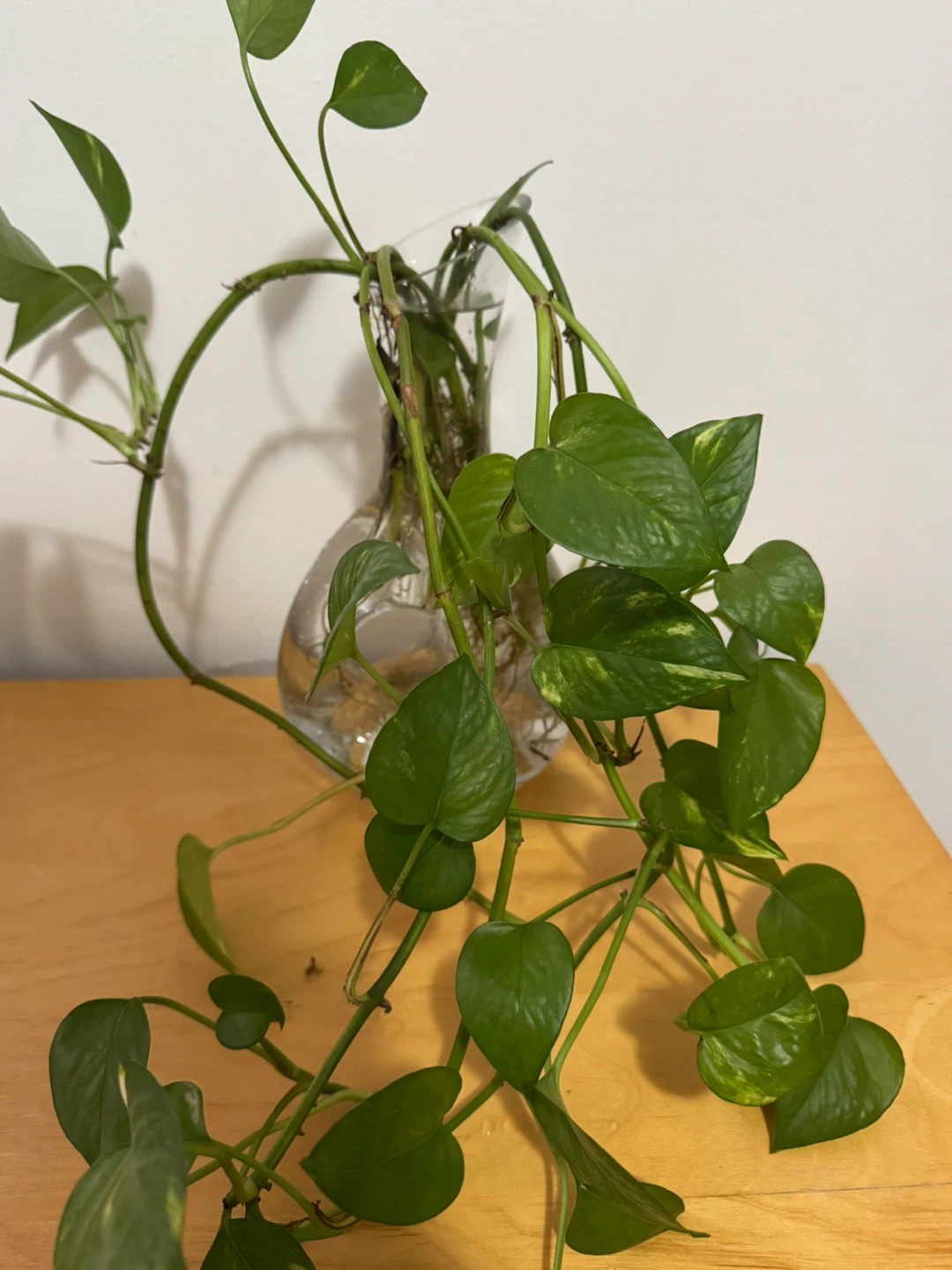 Pothos plant in glass vase - photo 2