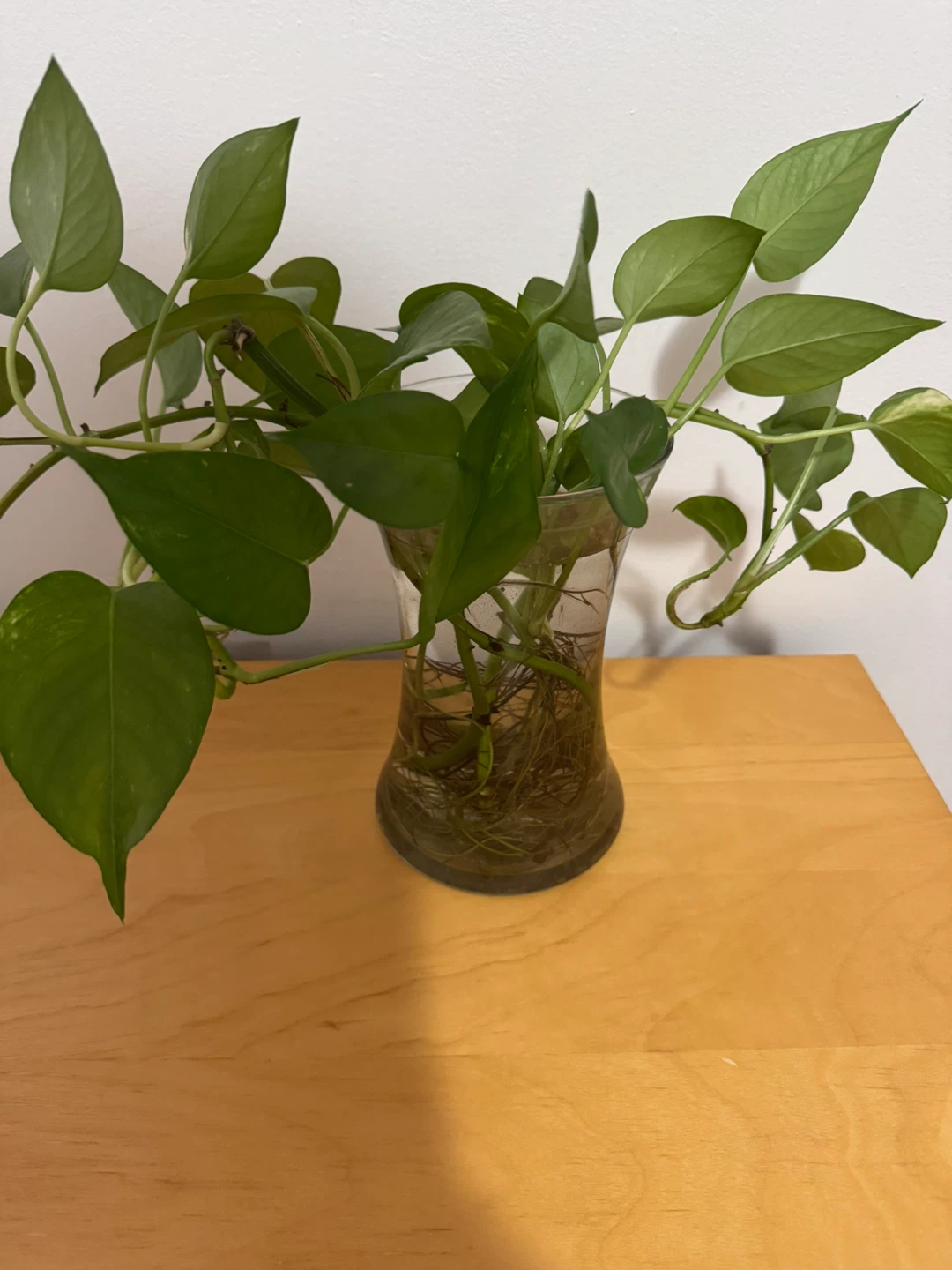 Pothos plant in glass vase