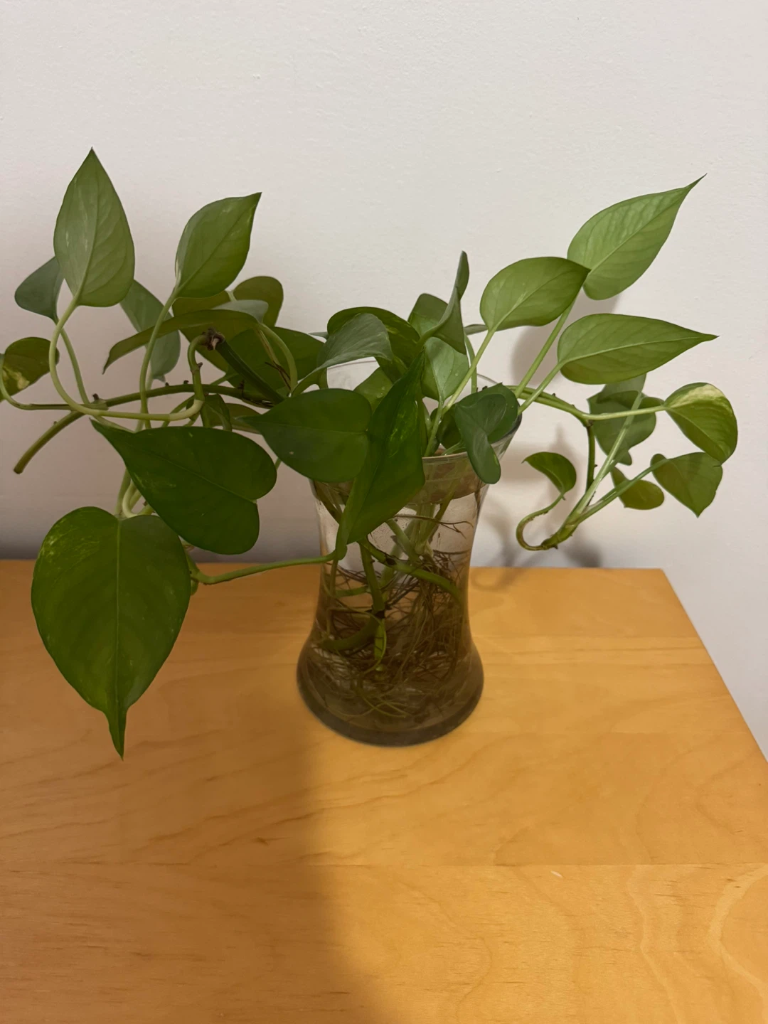 Pothos plant in glass vase - photo 2