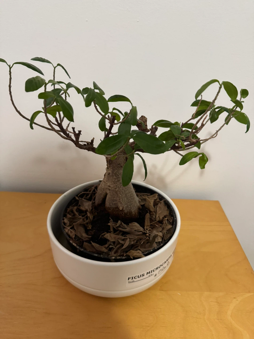 Ficus Microcarpa Ginseng Bonsai