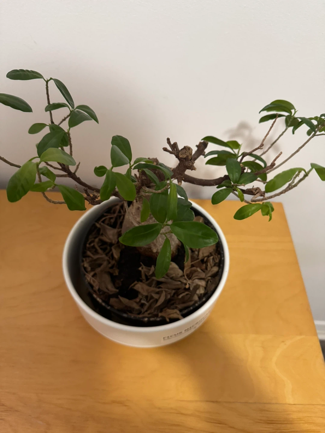 Ficus Microcarpa Ginseng Bonsai - photo 2