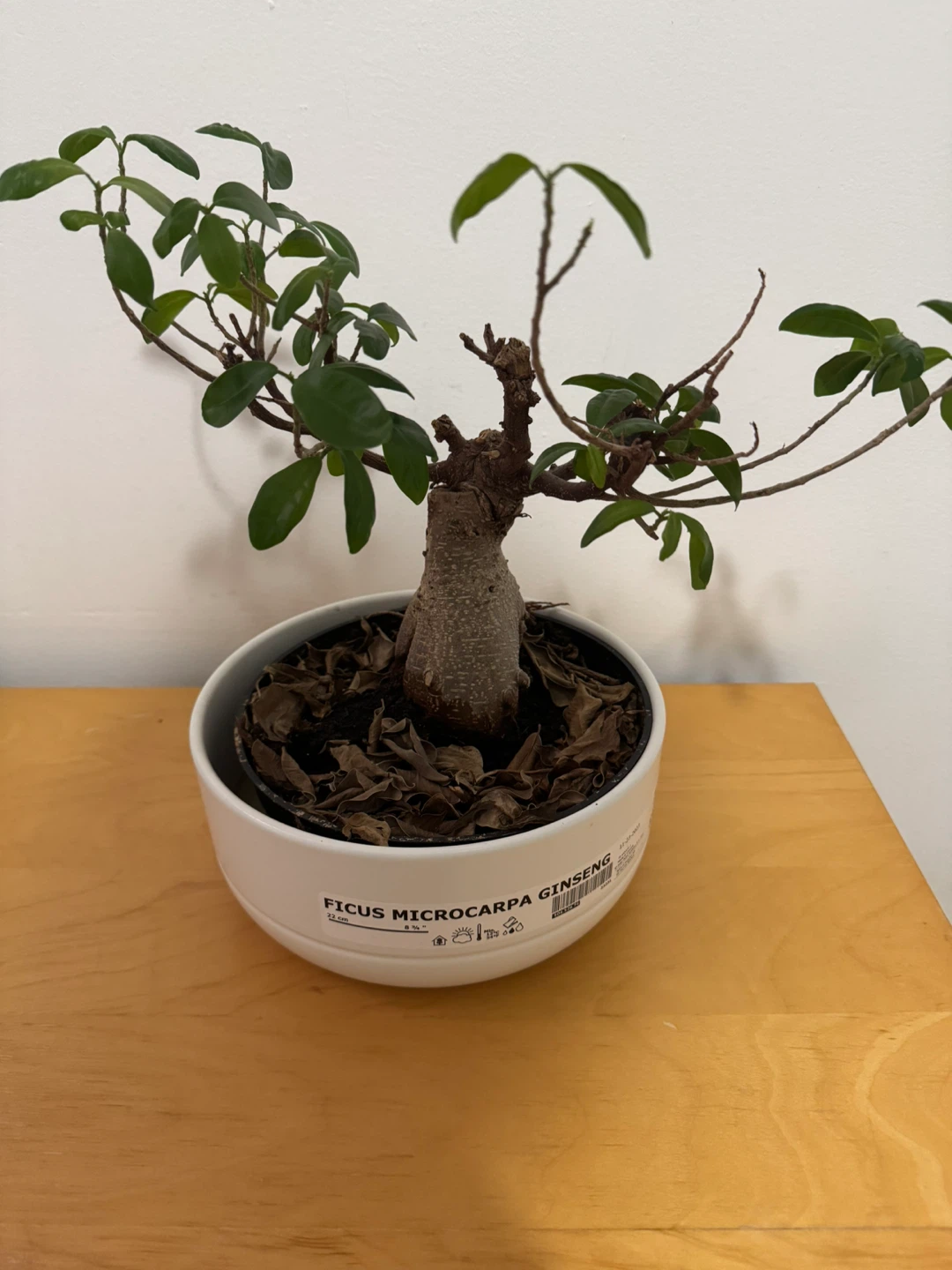 Ficus Microcarpa Ginseng Bonsai - photo 3