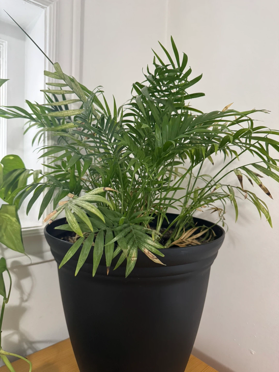 Parlour Palm in Black Planter