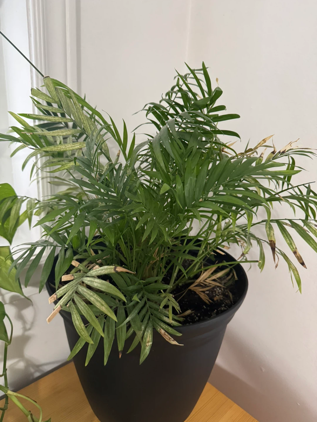 Parlour Palm in Black Planter - photo 2