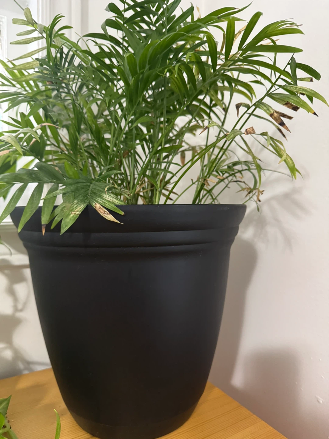 Parlour Palm in Black Planter - photo 3