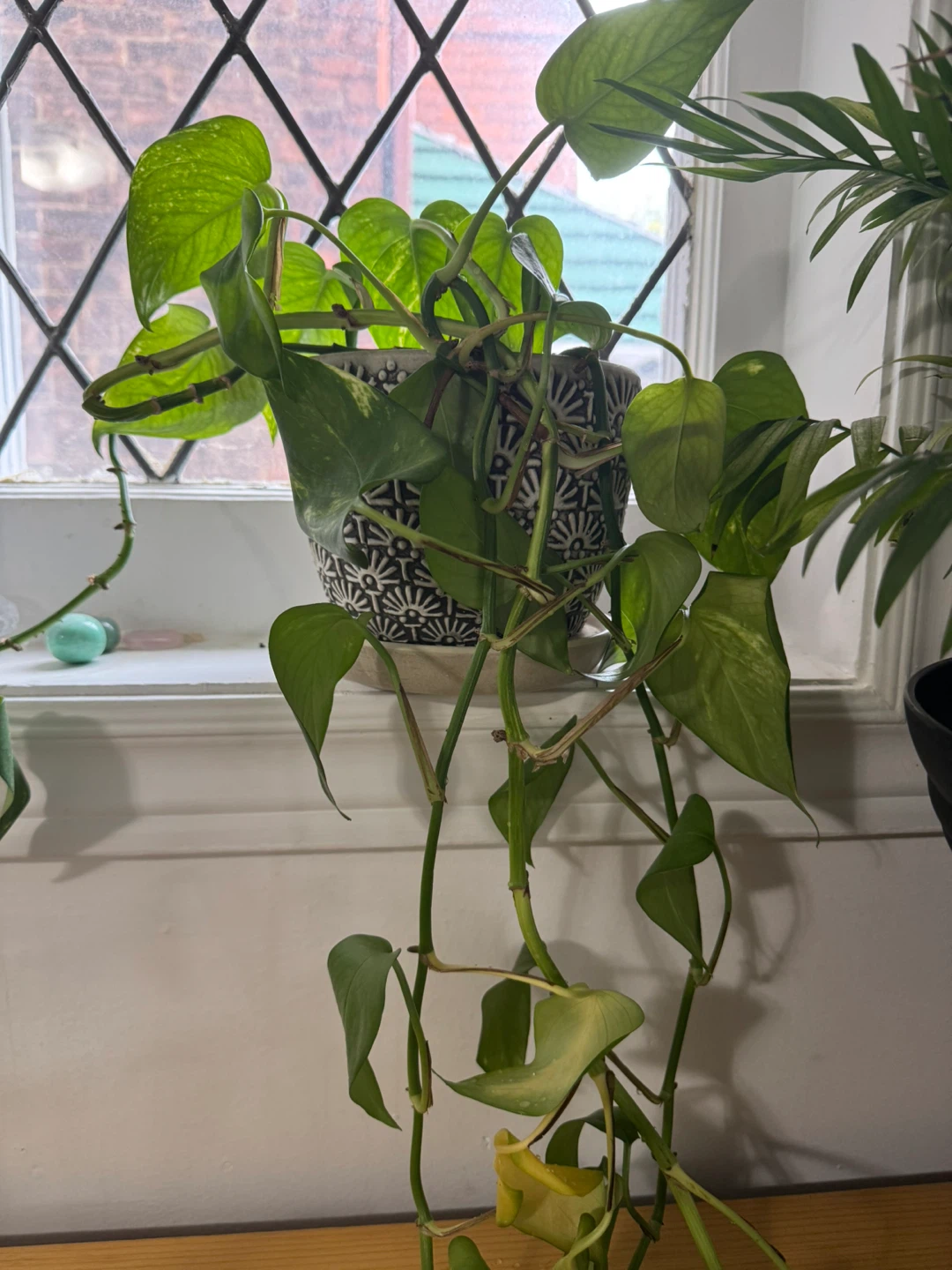 Trailing Pothos plant in patterned pot
