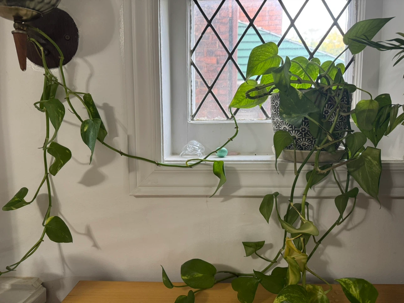 Trailing Pothos plant in patterned pot - photo 2