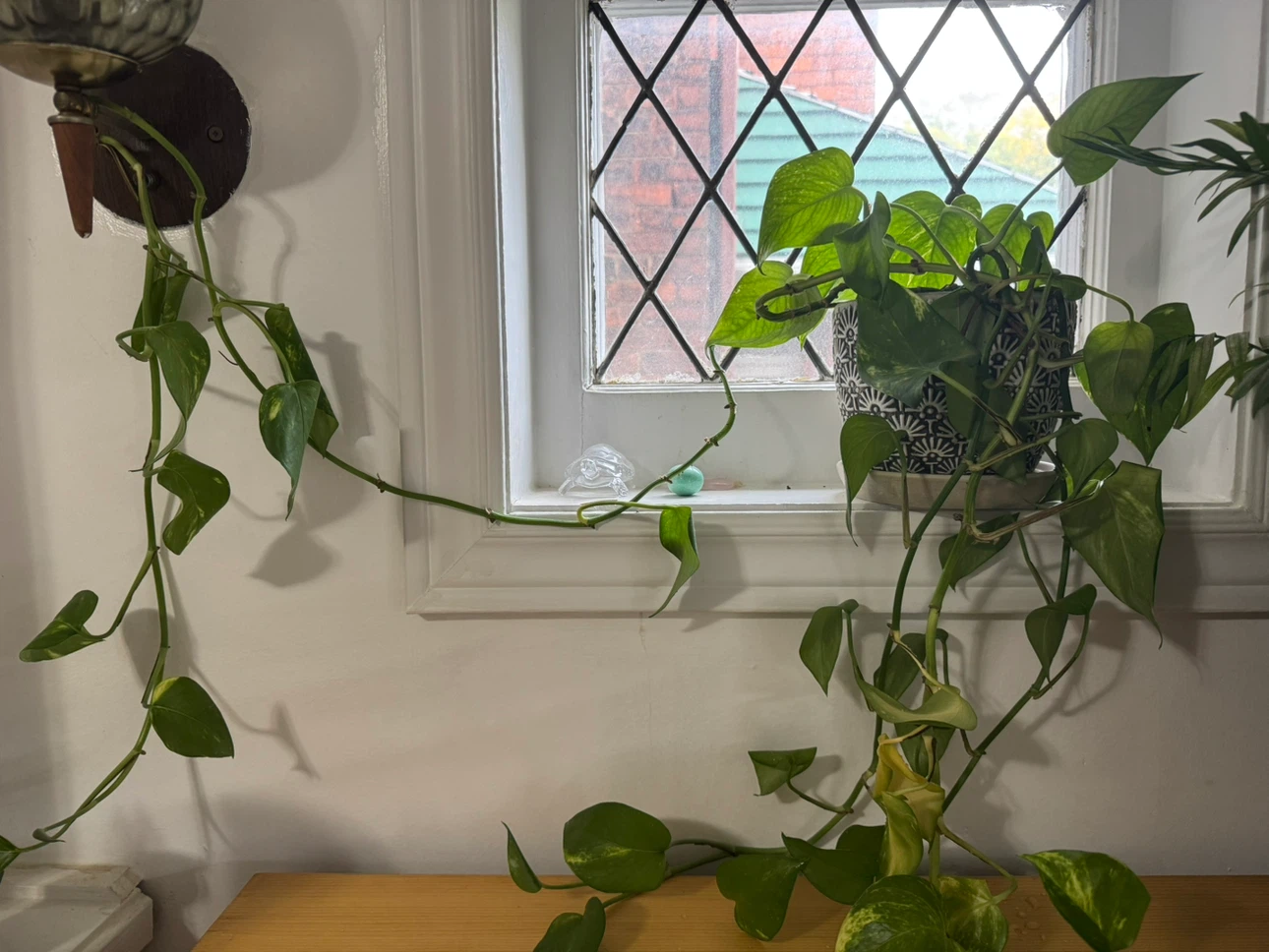 Trailing Pothos plant in patterned pot - photo 3