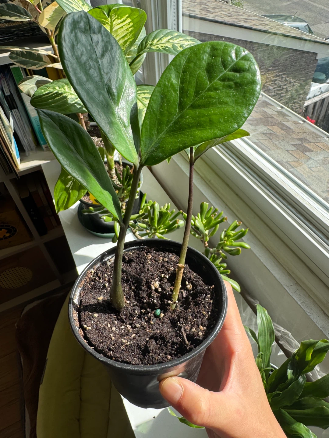 ZZ plant Indoor Houseplant