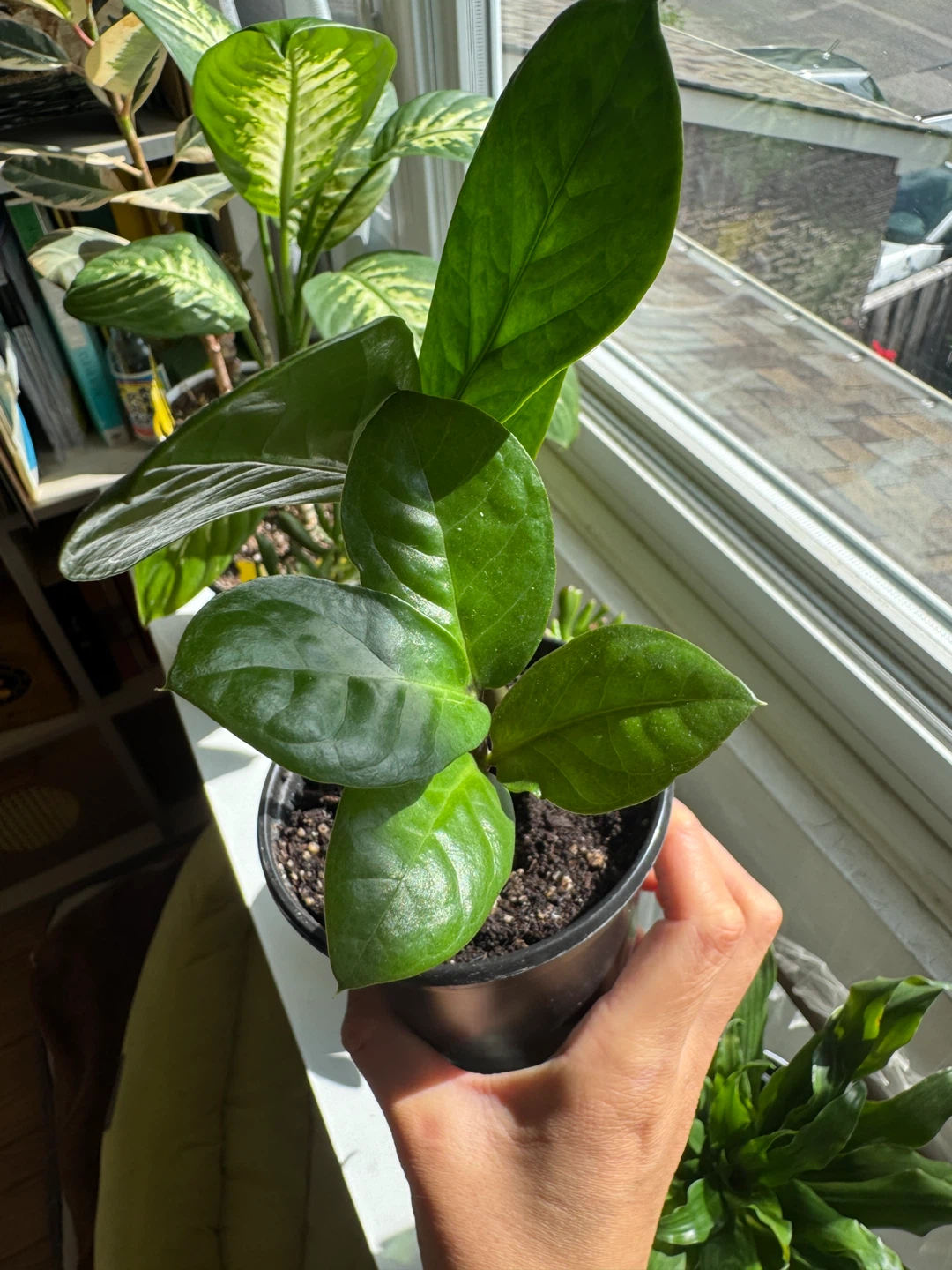 ZZ plant Indoor Houseplant - photo 2