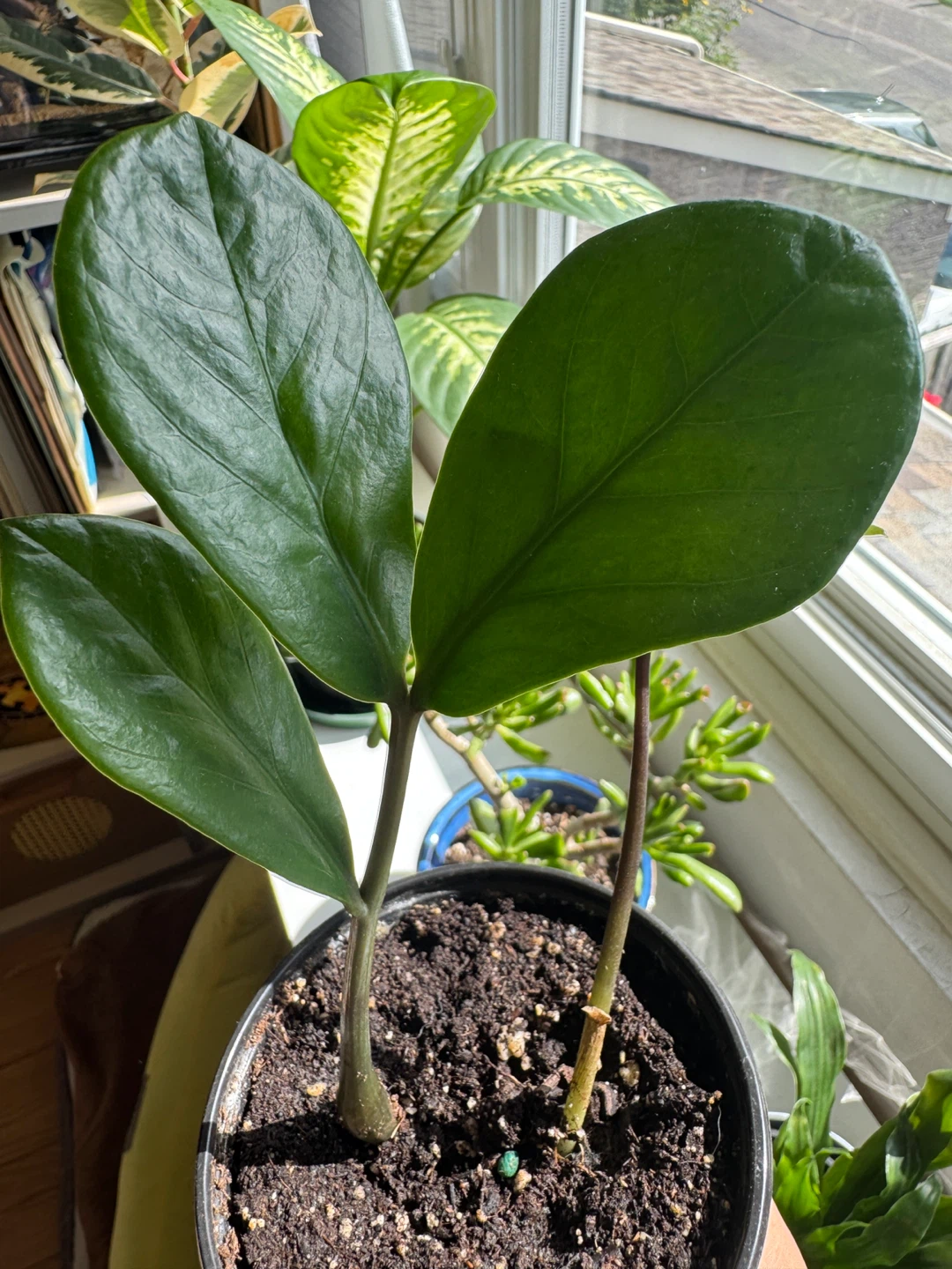ZZ plant Indoor Houseplant - photo 3