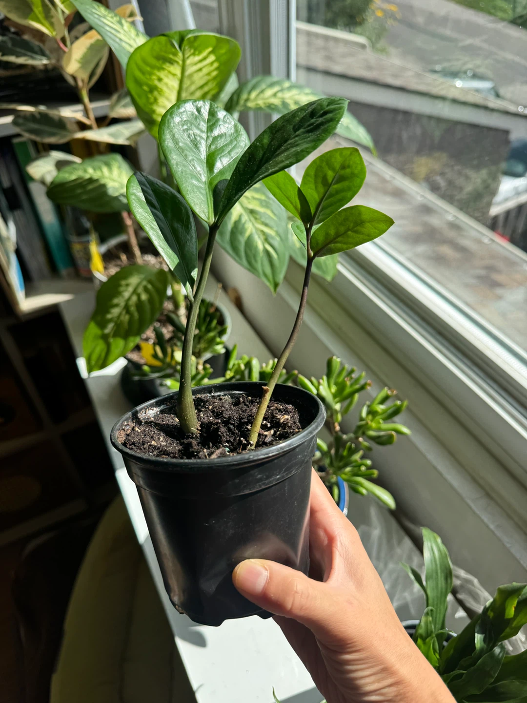 ZZ plant Indoor Houseplant - photo 4