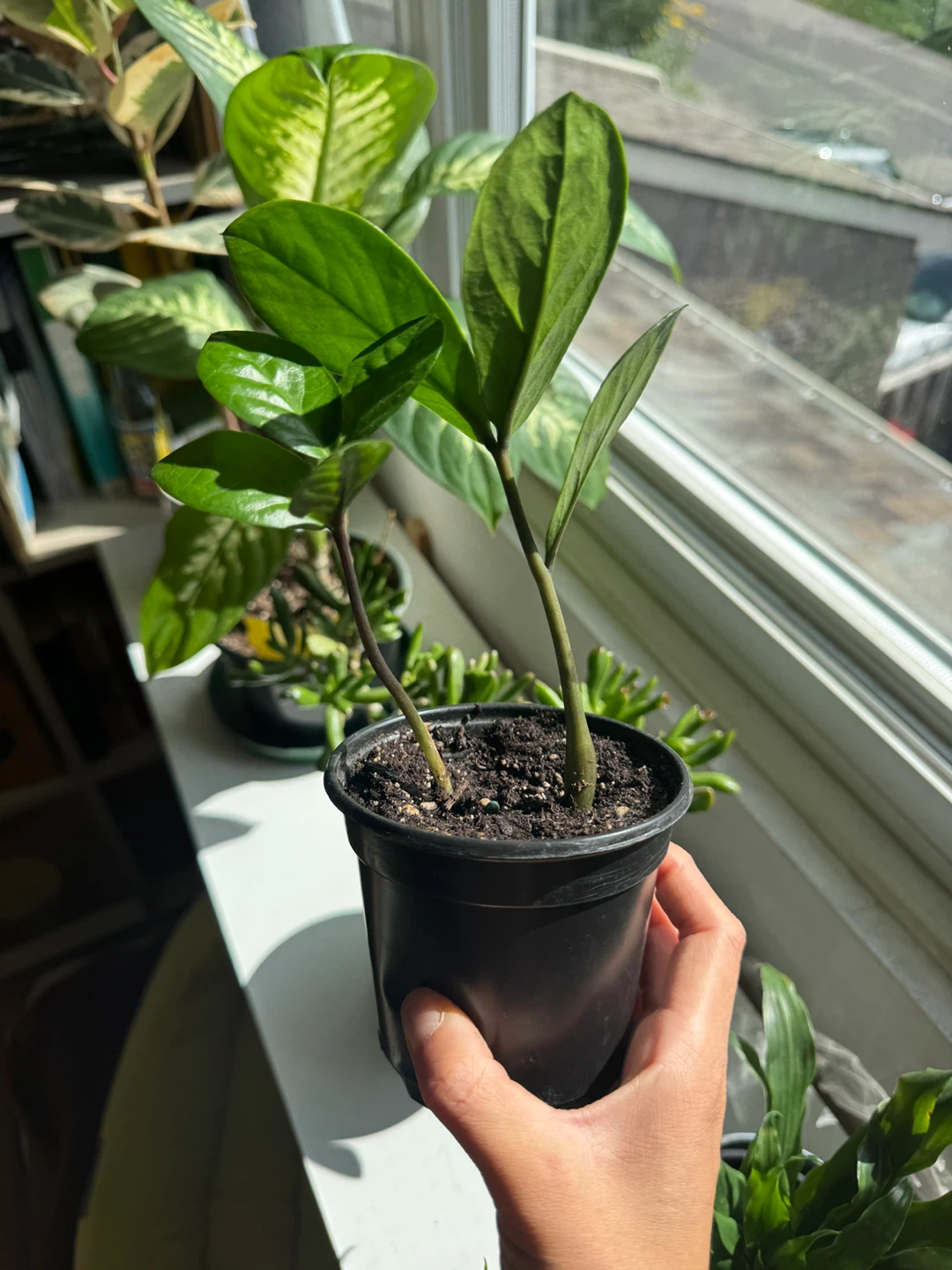 ZZ plant Indoor Houseplant - photo 5
