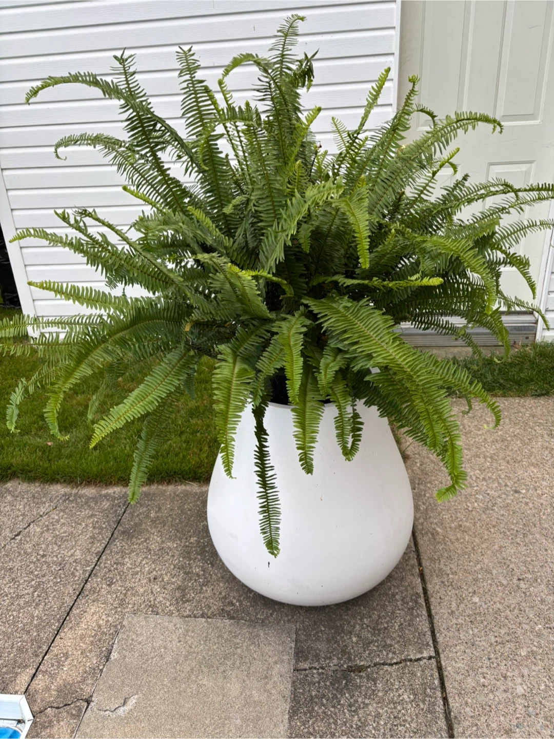 Kimberly Queen and Boston Ferns