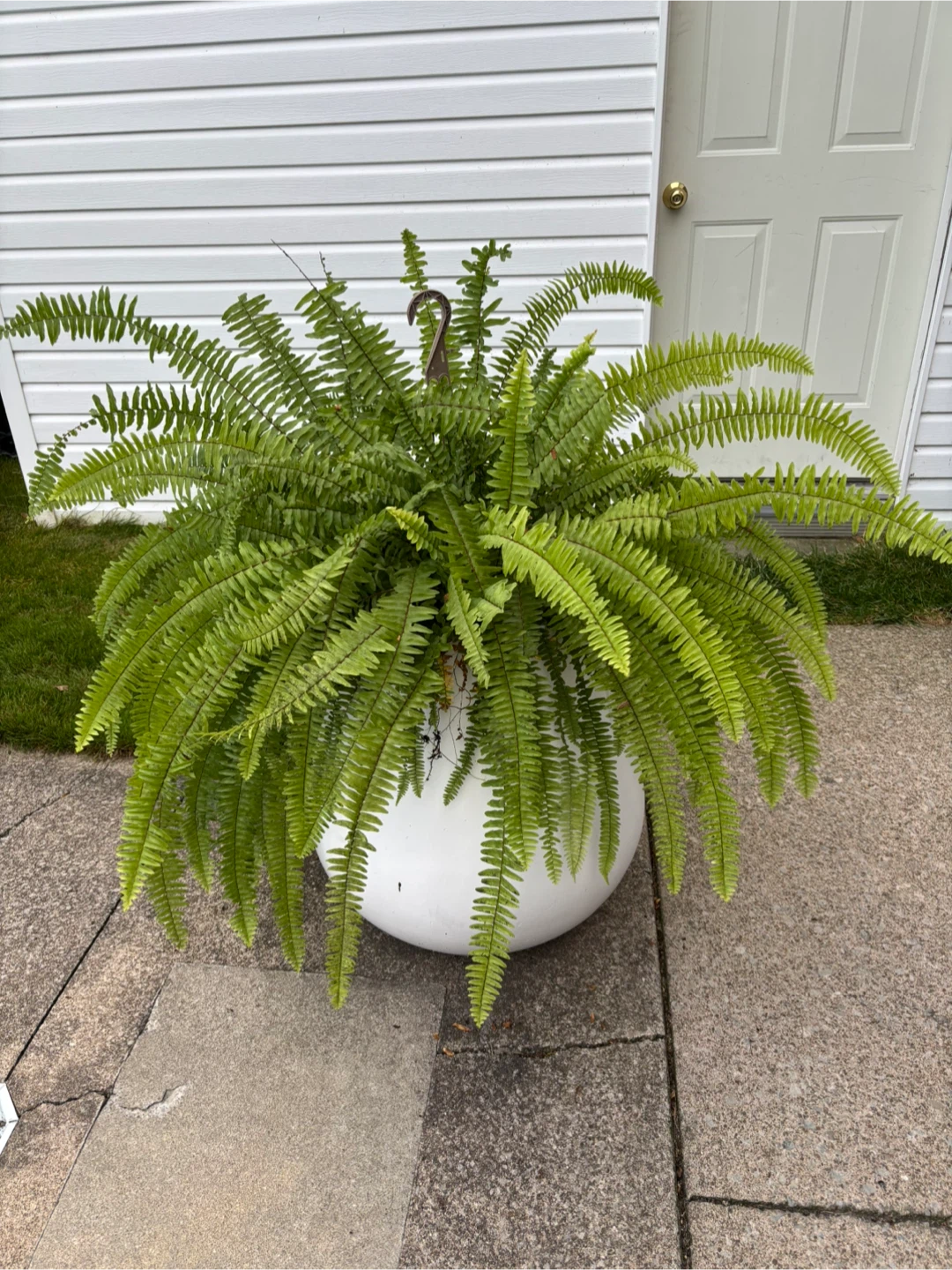 Kimberly Queen and Boston Ferns - photo 2