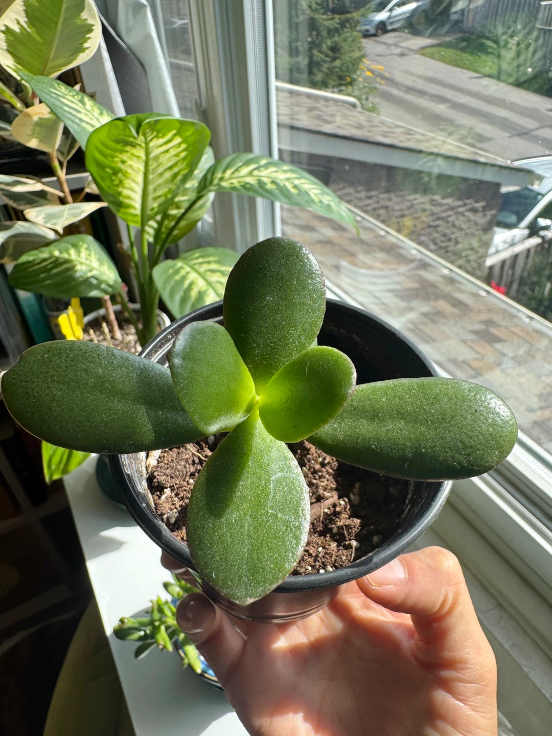Jade Plant FULL SUN required Indoor Houseplant