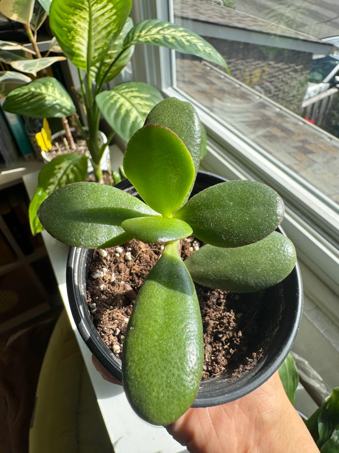 Jade Plant FULL SUN required Indoor Houseplant - photo 2
