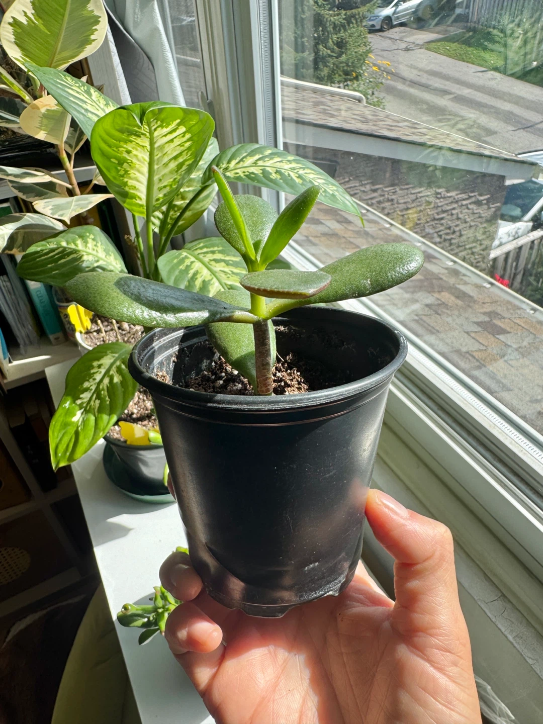Jade Plant FULL SUN required Indoor Houseplant - photo 3