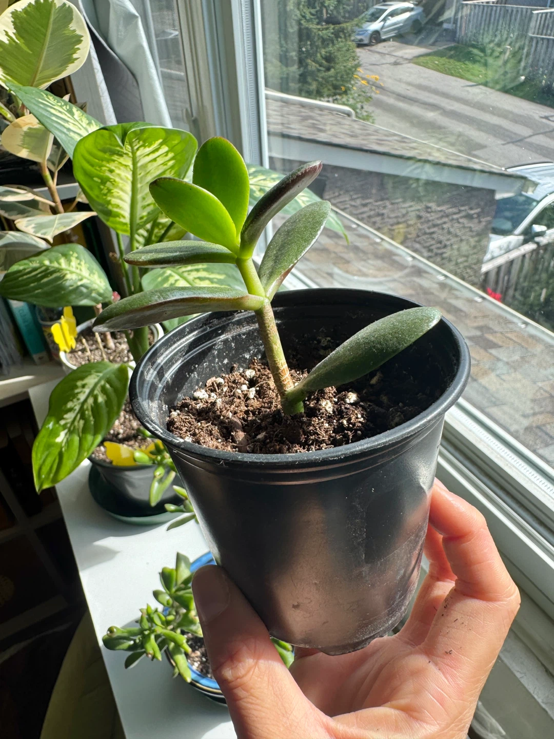 Jade Plant FULL SUN required Indoor Houseplant - photo 4