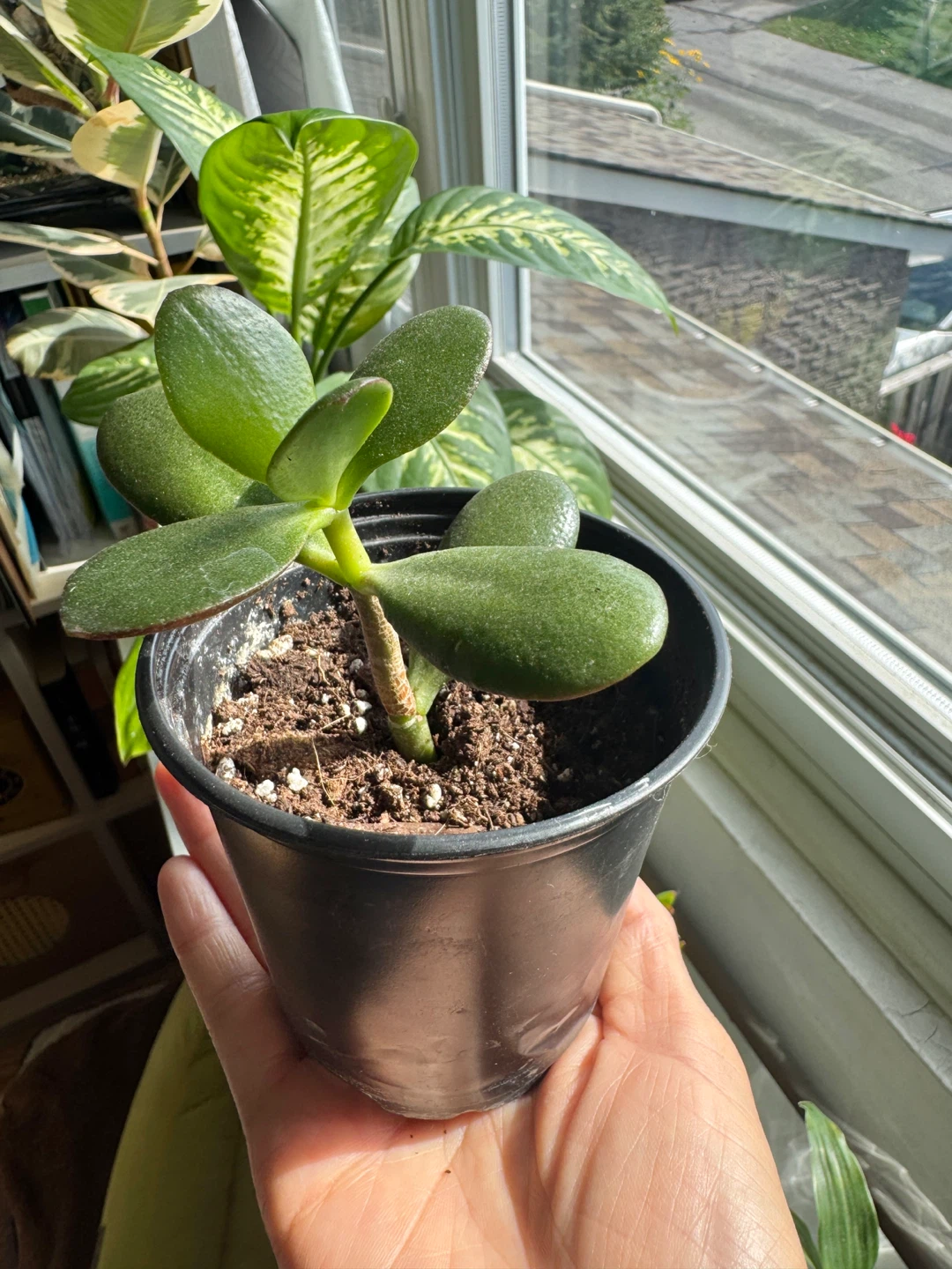 Jade Plant FULL SUN required Indoor Houseplant - photo 5