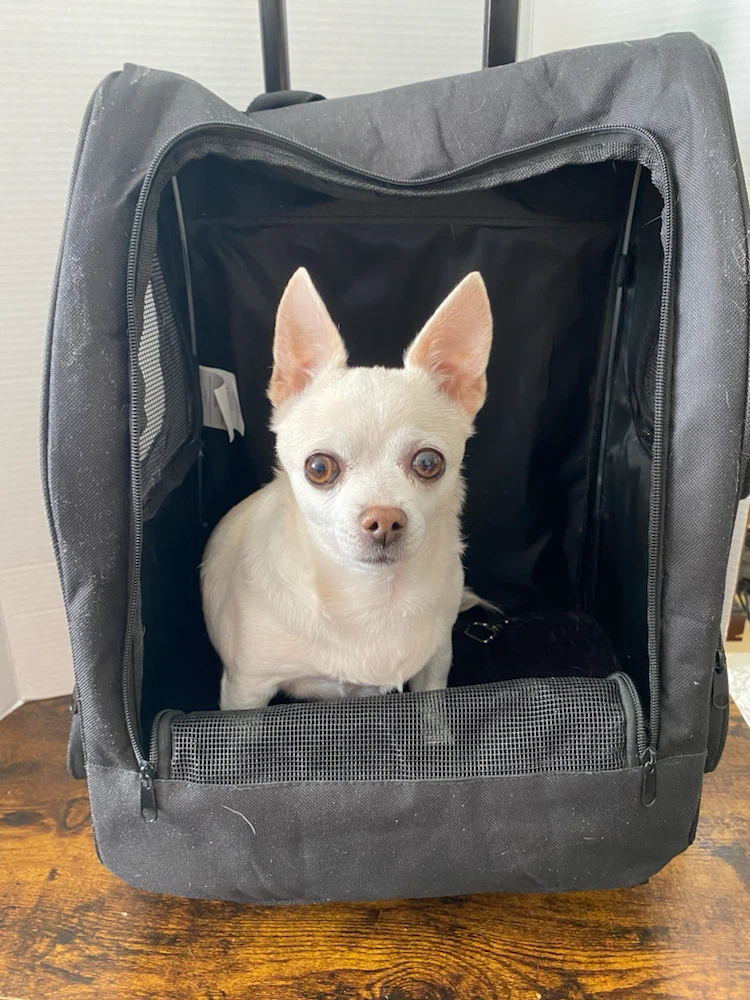Black Rolling Pet Carrier Backpack