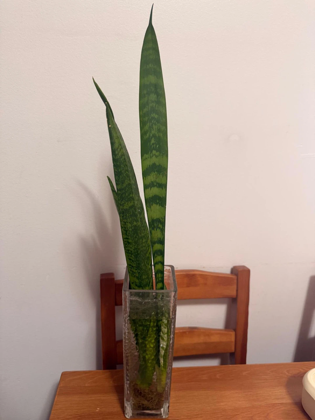 Snake Plant cuttings in glass vase