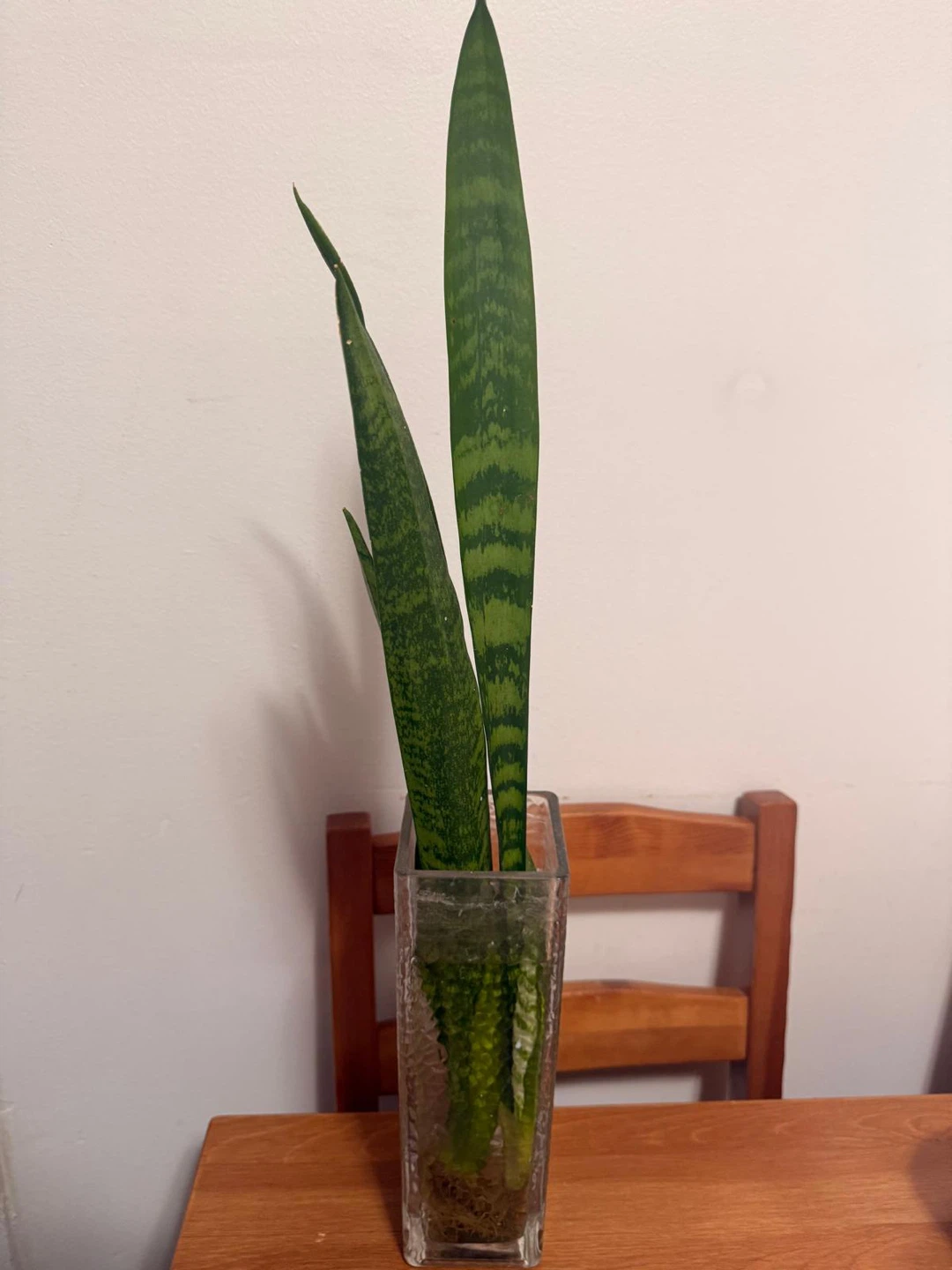 Snake Plant cuttings in glass vase - photo 2