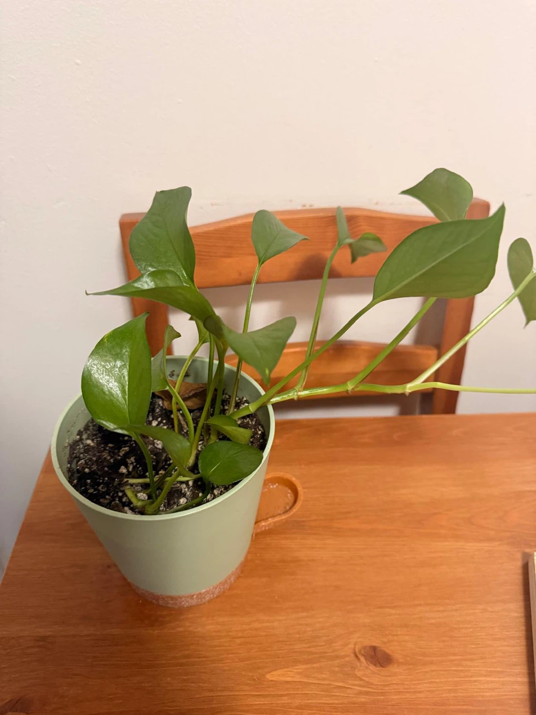 Pothos plant in green pot