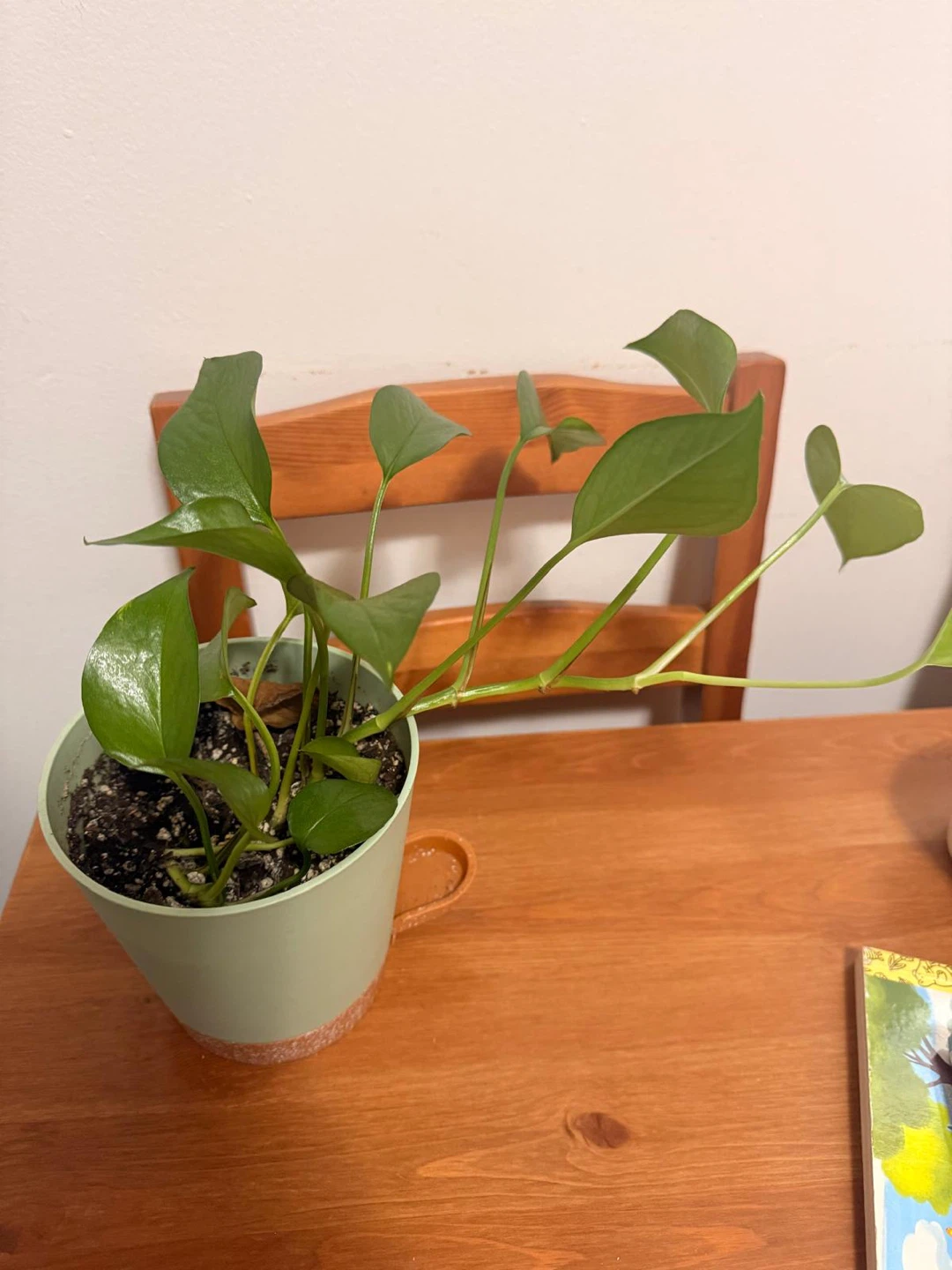 Pothos plant in green pot - photo 2