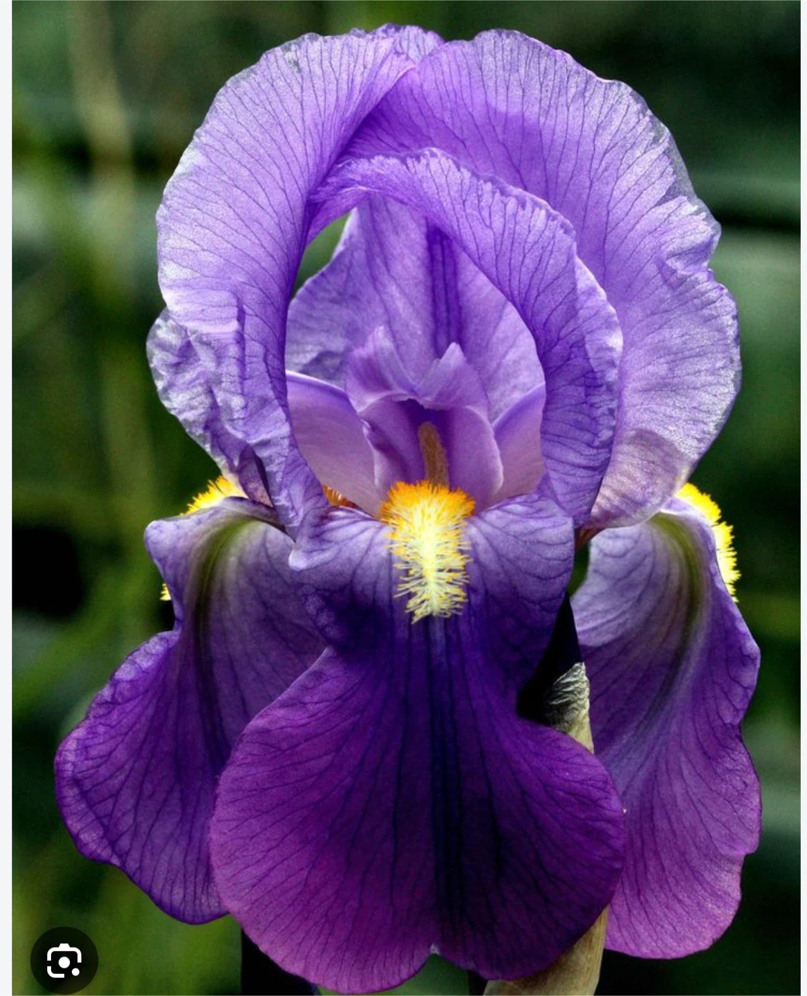 Majestic Purple Iris Rhizomes - photo 2