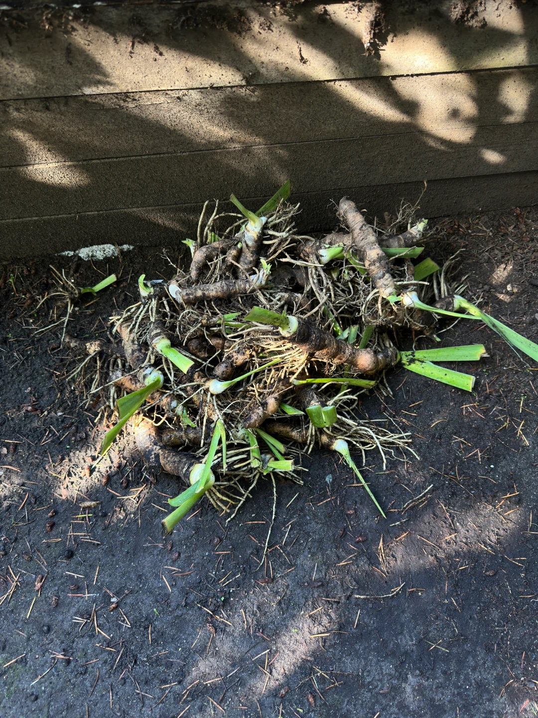Majestic Purple Iris Rhizomes - photo 3