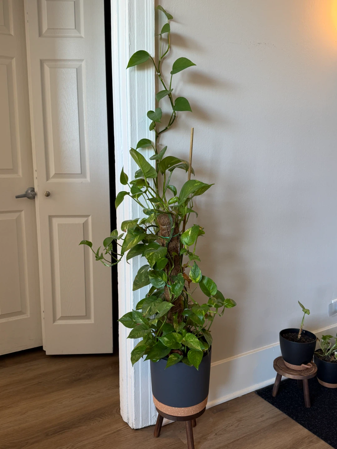Pothos plant in tall gray planter