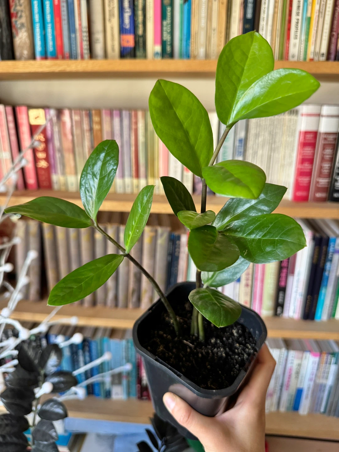 ZZ Plant 4 Stalks 🌱 Plant Sale