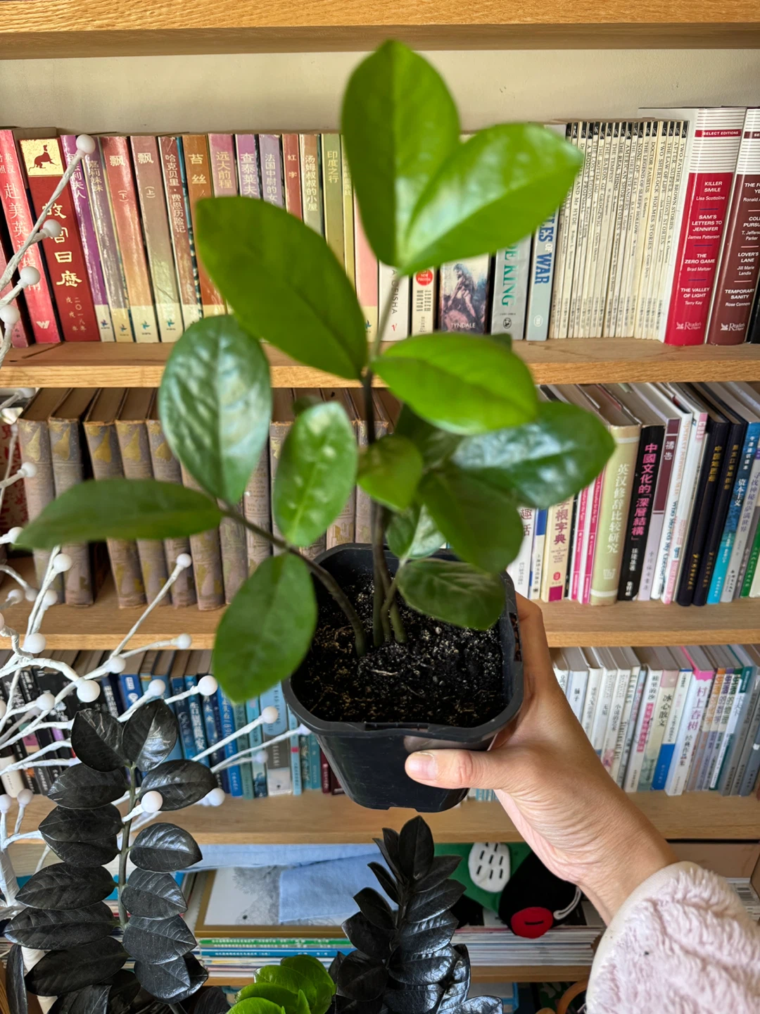 ZZ Plant 4 Stalks 🌱 Plant Sale - photo 2
