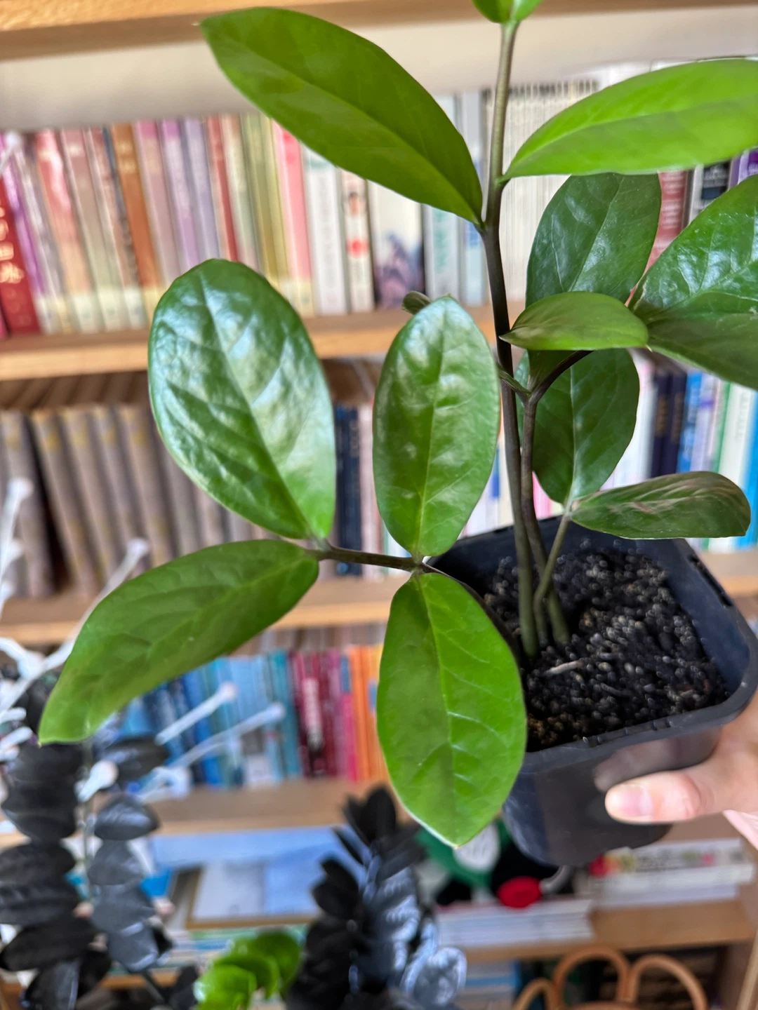 ZZ Plant 4 Stalks 🌱 Plant Sale - photo 3