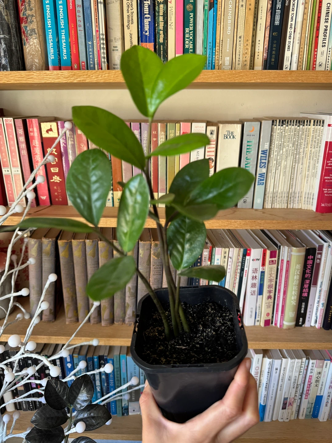 ZZ Plant 4 Stalks 🌱 Plant Sale - photo 5