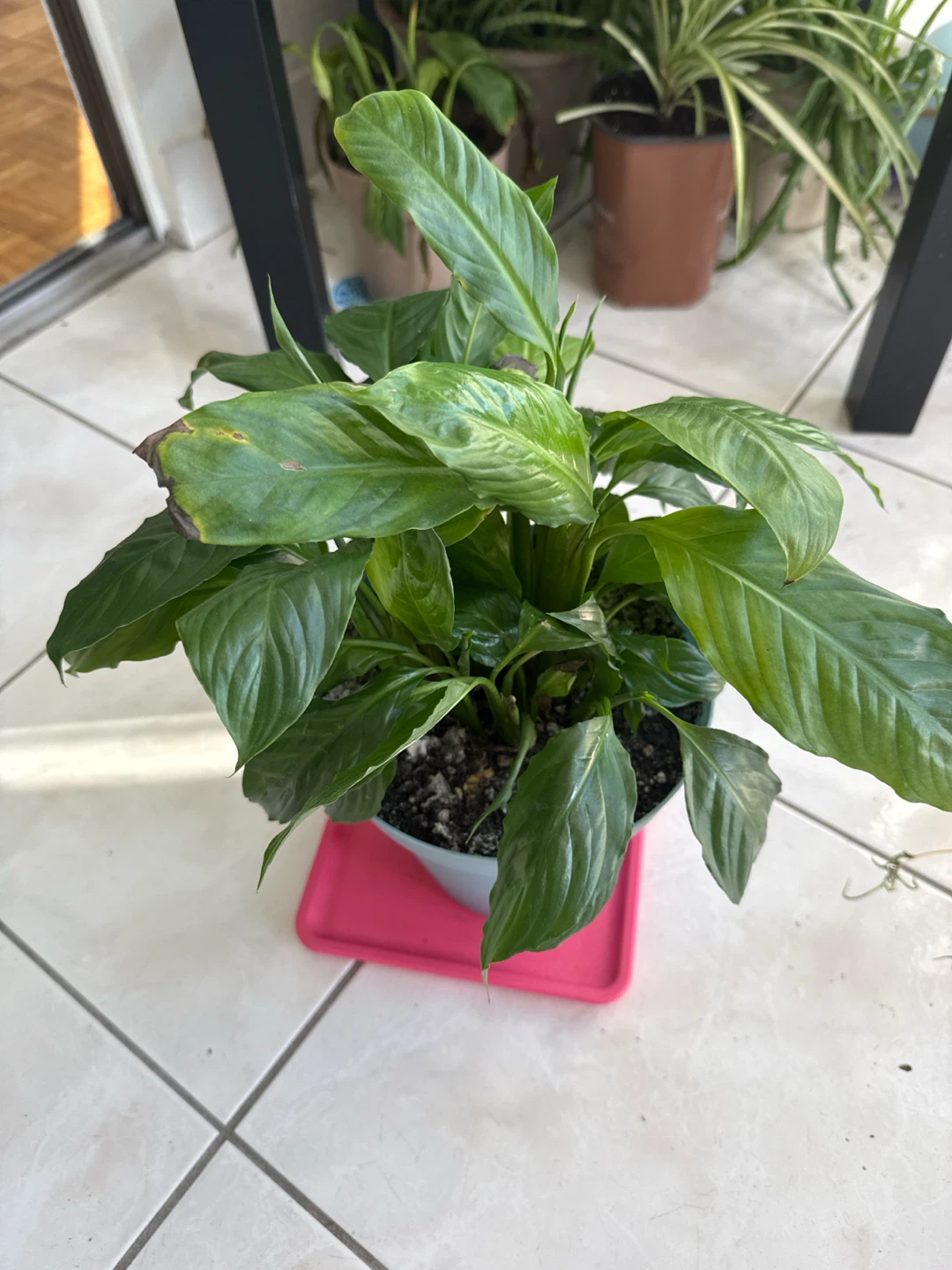 Peace Lily Houseplant