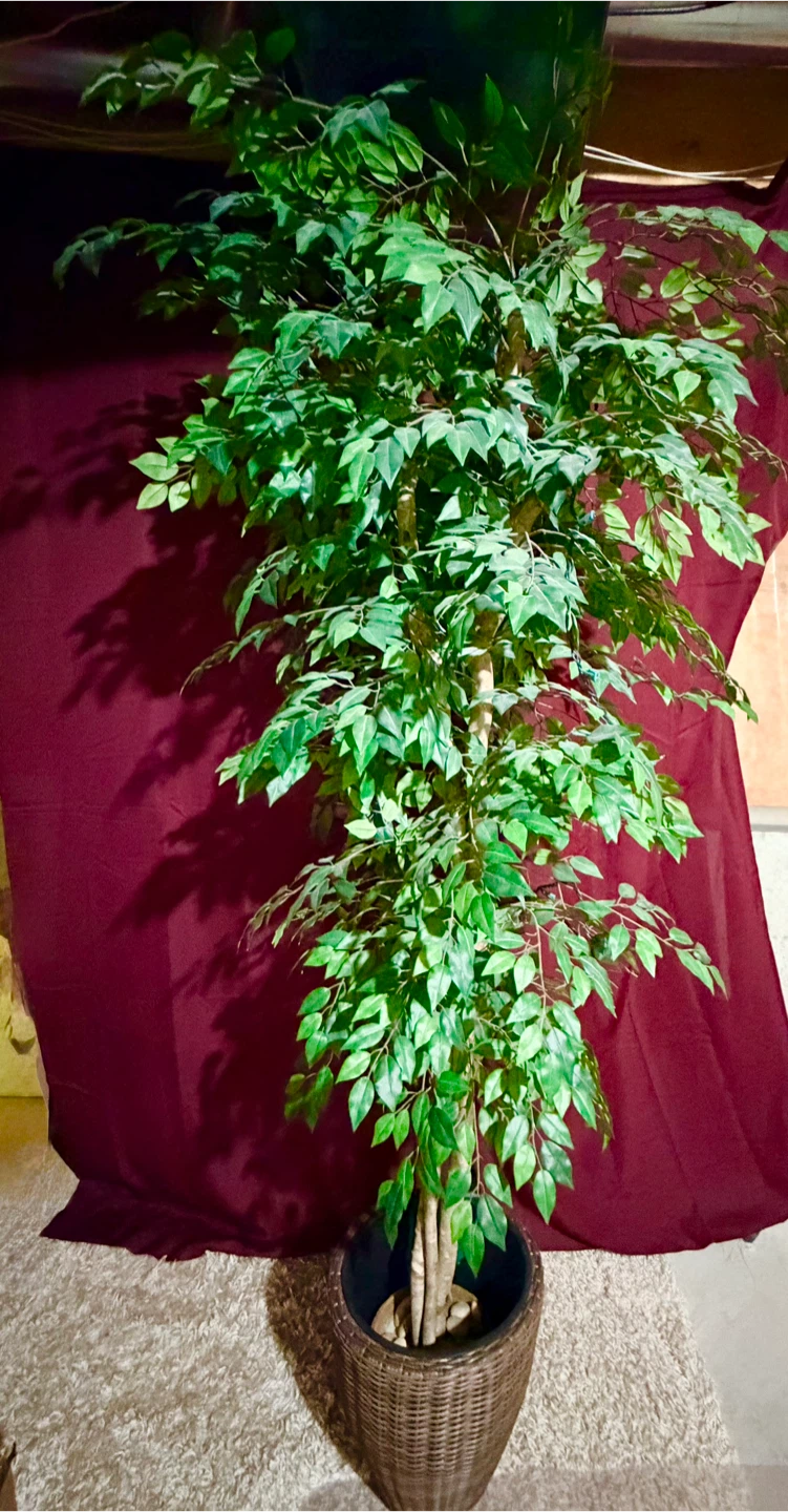 7-feet tall Artificial Ficus Tree in Woven Planter